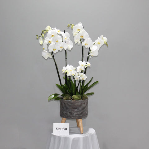 White Stand Orchid