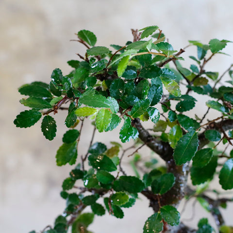 Zelkova Serrata