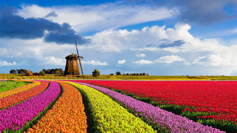 Our flowers are handpicked from the best flower farms in the Netherlands