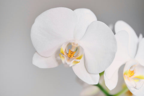 Shop the Most Beautiful Orchids